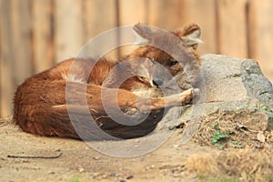 Asiatic wild dog