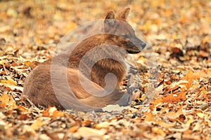 Asiatic wild dog photo