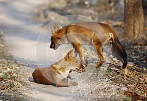 Asiatic wild dogs