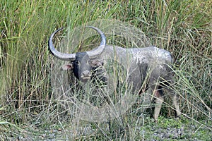 Asiatic wild water buffalo