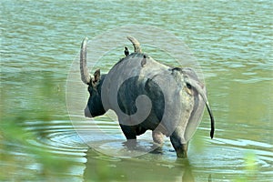 Asiatic wild water buffalo crossing lake