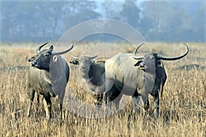 Asiatic wild water buffaloes standing at grass land