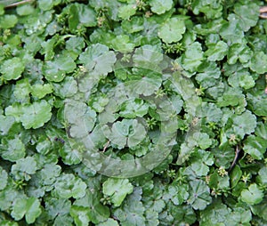 Asiatica, centella herbs leaf