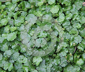 Asiatica, centella herbs leaf photo