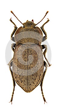 Asida corsica genei