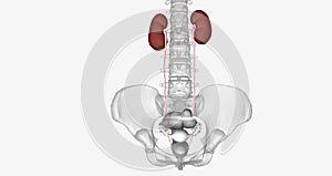 Aside from the bladder, the urinary system consists of the kidneys, ureters, and urethra