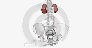 Aside from the bladder, the urinary system consists of the kidneys, ureters, and urethra