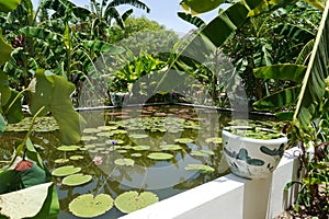 Asien garden pond plants and green