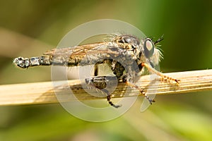 Asilidae