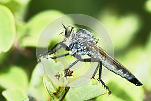 Asilidae