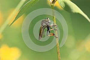 Asilidae Asiloidea Arthropoda Bombyliidae insect photo