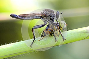 Asilidae Asiloidea Arthropoda Bombyliidae insect photo