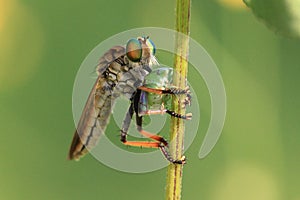 Asilidae Asiloidea Arthropoda Bombyliidae insect photo