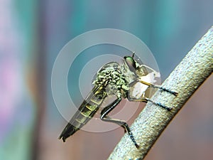 Asilidae is a family of robber flies, also called killer flies. Macro shooting photo