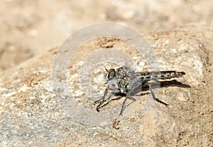 Asilidae fly species standing on sunny rocks detail photo