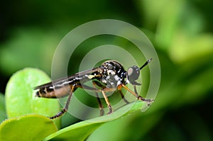 Asilidae on a green leaf photo