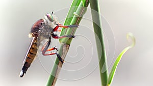 Asilidae macro photography, this giant diptera is named a robber fly, terrible predator with long body and big faceted eyes