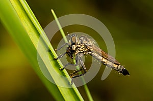 Asilidae with prey sitting on a blade of grass