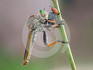 The Asilidae robber fly