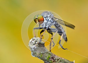 Asilidae - the Robber fly