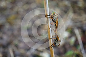 Asilidae ( Robber Fly ) - close up shot of mating robber fly on a branch