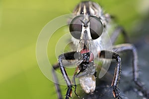 A robberfly Asilidae sp is preying on a small insect. photo