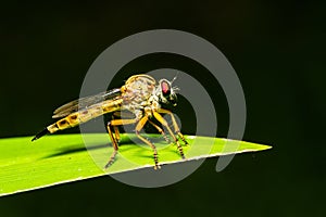 Asilidae Robber fly waiting for prey on green leaf