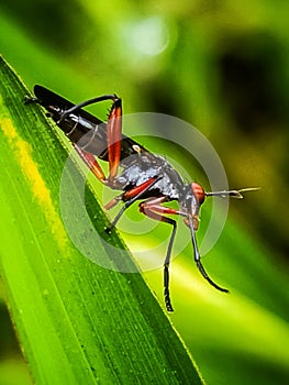 Asilidae from West Borneo