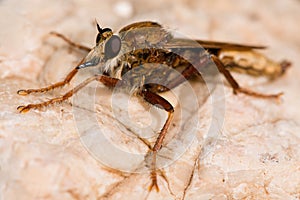 Asilus crabroniformis