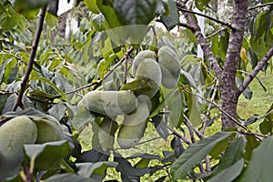 Asimina fruit tree pawpaw Indian banana