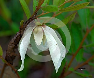 Asimina obovata, the bigflower pawpaw, is a shrub or small tree in the custard apple family. It is an endemic native to Florida