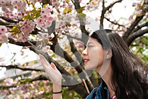 Asina female touching blossom sakura