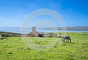 Asinara Island photo