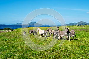 Asinara island in Sardinia, Italy