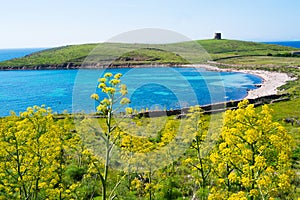 Asinara island in Sardinia, Italy