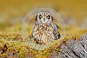 Asio flammeus sanfordi, owl in the nature habitat. Bird with nice evening sun. Short-eared Owl, rare endemic bird from Sea Lion Is photo
