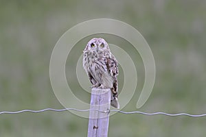 Asio flammeus, short-eared