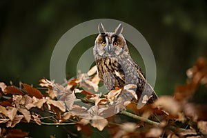 Asio otus. Expanded throughout Europe. Photographed in the Czech Republic.