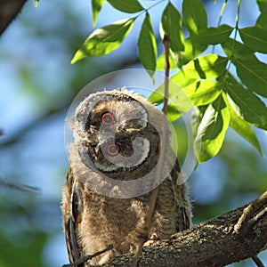 Asio otus juvenile in tree