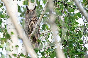 Asio otus, Long-eared Owl.