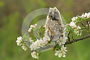 Asio otus long-eared owl bird young northern long-eared owl feather dusty fluff wild nature lesser horned cat, beautiful