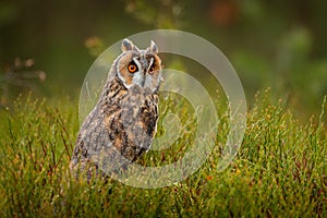 Asio otus, Long-eared Owl sitting in green vegetation in the fallen larch forest during dark day. Wildlife scene from the nature