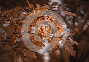 ask tree branch yellow leaves close-up macro bokeh background outdoor forest texture