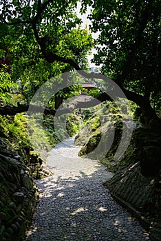 Askew tree on rockery by cobble stone path in sunny summer