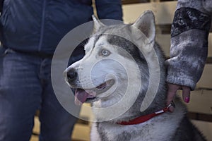 Aski dog on a leash 3