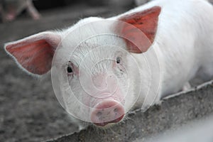 An asking pig