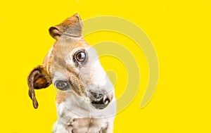 Asking surprised curious lovely dog Jack Russell terrier portrait on yellow background. Bright emotions