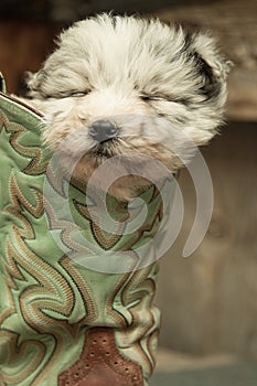 Asleep in his master's boot