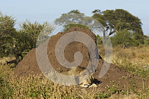 Asleep by a termite mound