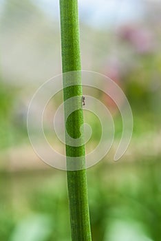 Asmall ant marching down the stem of a plant